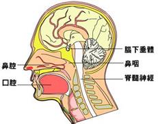 鼻咽炎有哪些早期症状？